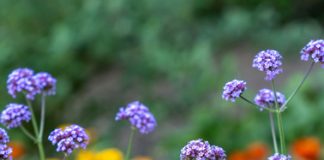 August in the Garden – Keeping on top of dead-heading