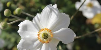 September in the Garden – chopping, pruning and sharpening up