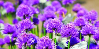 October in the Garden – with still some warmth in the soil, it’s time to plant for spring