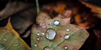 November in the Garden – we can still hope for some good Autumn colour