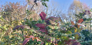 December in the Garden