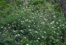 Michael McCarthy: Charmed by a wayfaring tree