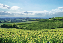 Gold Medals and Global Warming