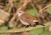 Nature Studies – the plight of the nightingale
