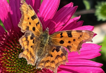 Nature Studies by Michael McCarthy