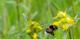 August in the garden
