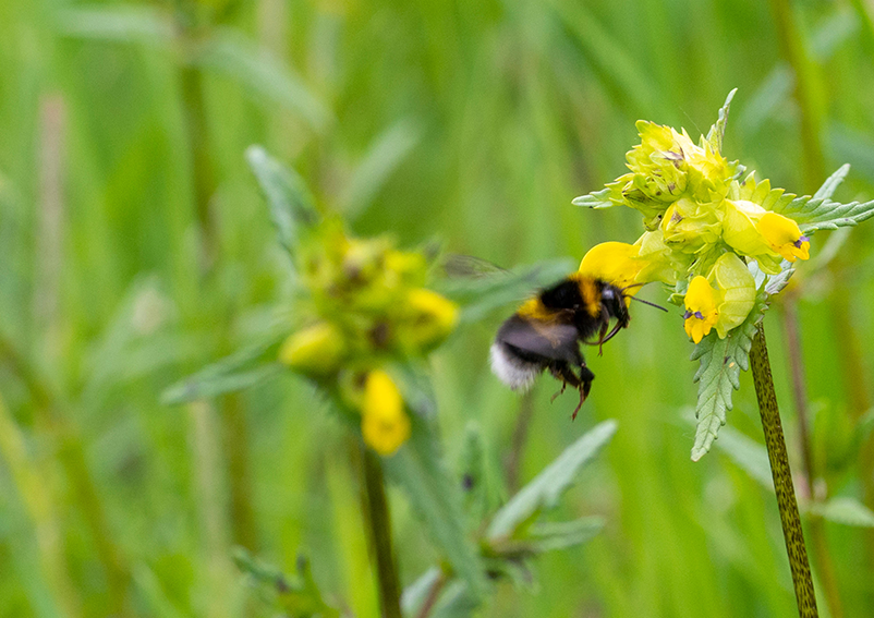 August in the garden » Gardening, Most Recent - Marshwood Vale Magazine