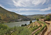 Steamed cockles with white port and wild fennel