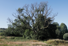 Nature Studies by Michael McCarthy