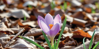 September in the Garden by Russell Jordan
