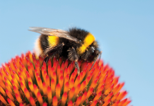 Nature Studies with Michael McCarthy