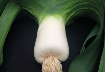 Vegetables beyond the Garden by Caddy Sitwell