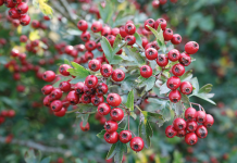 Nature Studies: Autumn Special