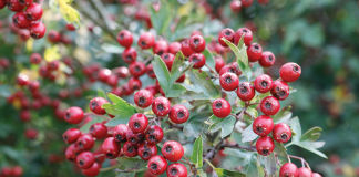 Nature Studies: Autumn Special