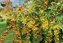 November in the Garden