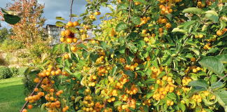 November in the Garden