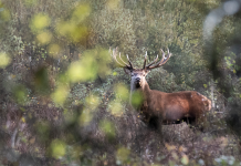 The R Word: Oh deer!