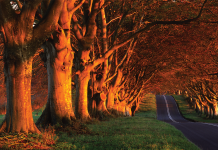 Nature Studies with Michael McCarthy