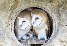 Adopt an owl with the gift of wildlife