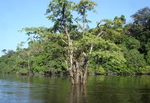 Dorset and COP 30 in Brazil