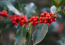 December in the Garden