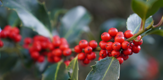 December in the Garden