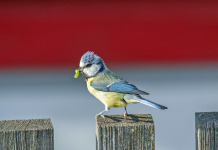 Nature Studies with Michael McCarthy