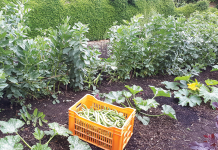 Airing Cupboards and Early Harvests