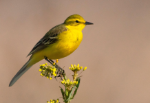 Nature Studies by Michael McCarthy