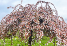 April in the Garden – Russell Jordan