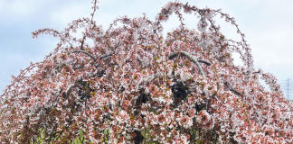 April in the Garden – Russell Jordan