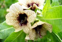 Nature Studies – Michael McCarthy