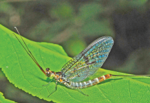 Nature Studies with Michael McCarthy