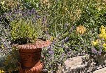 July in the Garden