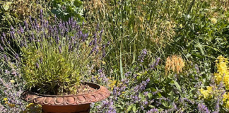 July in the Garden