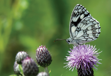 The R Word: Thistles, a prickly subject…