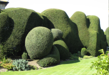 โInspirationalโ Beaminster garden opens for NGS