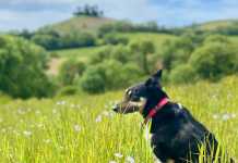 Dog Days at Symondsbury