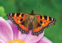 Nature Studies with Michael McCarthy