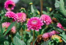 October in the Garden