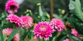 October in the Garden