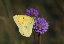 Nature Studies with Michael McCarthy